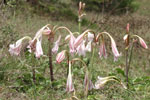 Ceylon Swamp Lily 