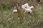 Ceylon Swamp Lily 