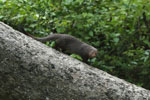 Ruddy Mongoose