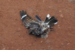 Indian Nightjar 