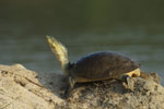 Soft-shell Terrapin