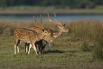 Spotted Deer