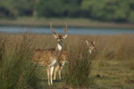 Spotted Deer