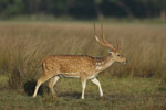 Spotted Deer