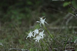 Forest Spider Lily