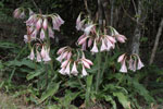 Ceylon Swamp Lily 