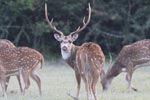 Wilpattu National  Park 26th to 27th January 2019