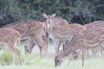 Wilpattu National  Park 26th to 27th January 2019