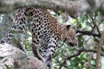 Wilpattu National  Park 26th to 27th January 2019