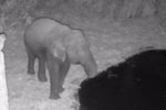 Wilpattu National Park 26th to 29th August 2026
