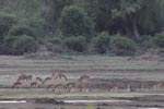 Wilpattu National Park 26th to 29th August 2026