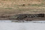 Wilpattu National Park 26th to 29th August 2026