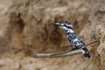 Wilpattu National Park 26th to 29th August 2026