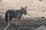 Wilpattu National Park 26th to 29th August 2026