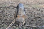 Wilpattu National Park 26th to 29th August 2026