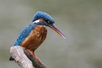 Wilpattu National Park 26th to 29th August 2026