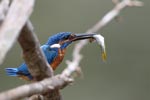 Wilpattu National Park 26th to 29th August 2026
