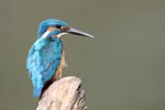 Wilpattu National Park 26th to 29th August 2026