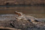 Wilpattu National Park 26th to 29th August 2026