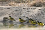Wilpattu National Park 26th to 29th August 2026