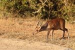 Wilpattu National Park 26th to 29th August 2026
