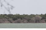 Wilpattu National Park 26th to 29th August 2026