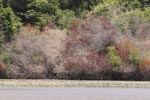 Wilpattu National Park 26th to 29th August 2026
