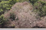 Wilpattu National Park 26th to 29th August 2026
