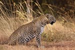 Wilpattu National Park 26th to 29th August 2026