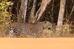 Wilpattu National Park 26th to 29th August 2026