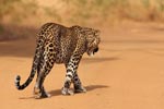 Wilpattu National Park 26th to 29th August 2026