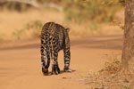 Wilpattu National Park 26th to 29th August 2026