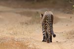 Wilpattu National Park 26th to 29th August 2026