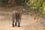 Wilpattu National Park 26th to 29th August 2026
