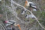 Wilpattu National Park 26th to 29th August 2026