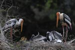 Wilpattu National Park 26th to 29th August 2026