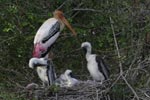 Wilpattu National Park 26th to 29th August 2026