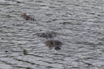 Wilpattu National Park 26th to 29th August 2026