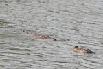 Wilpattu National Park 26th to 29th August 2026