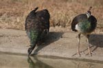 Wilpattu National Park 26th to 29th August 2026