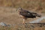 Wilpattu National Park 26th to 29th August 2026