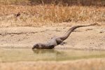 Wilpattu National Park 26th to 29th August 2026