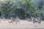 26th to 29th July 2018 Notes on Field Trips Wilpattu National Park