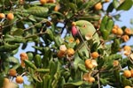 26th to 29th July 2018 Notes on Field Trips Wilpattu National Park