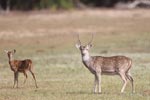 26th to 29th July 2018 Notes on Field Trips Wilpattu National Park