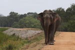 26th to 29th July 2018 Notes on Field Trips Wilpattu National Park