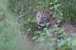 26th to 29th July 2018 Notes on Field Trips Wilpattu National Park