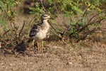 Wilpattu National Park 26-29 March 2022