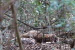 Wilpattu National Park 26-29 March 2022