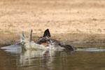 Wilpattu National Park 26-29 March 2022